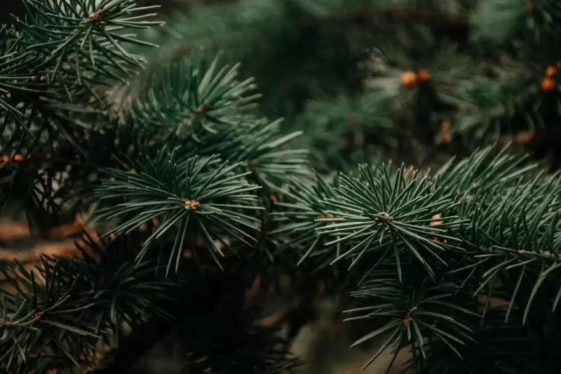 Fenyőfa elszállítások időpontja