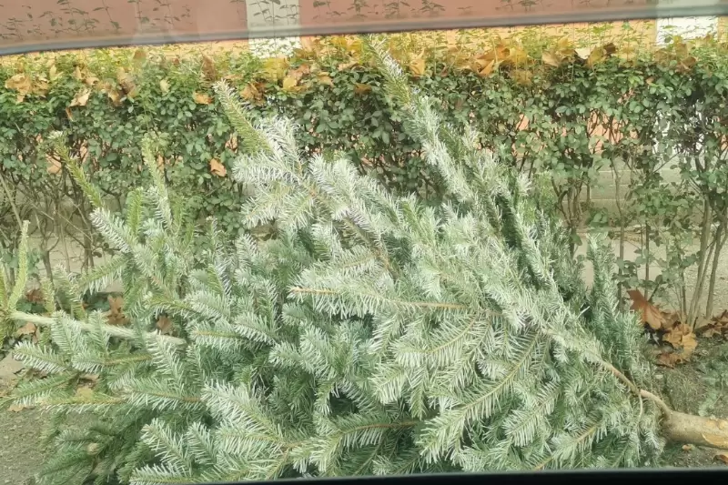 Fenyőfák elszállítása