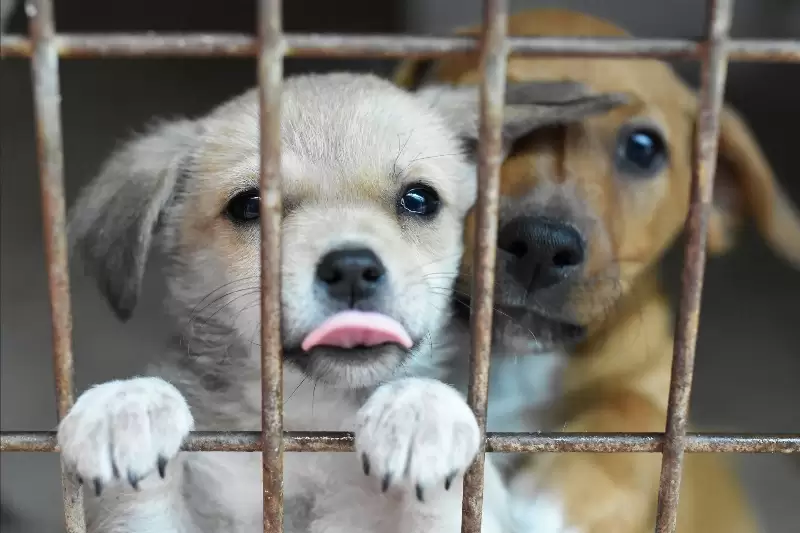 Ingyenes ivartalanítási akció