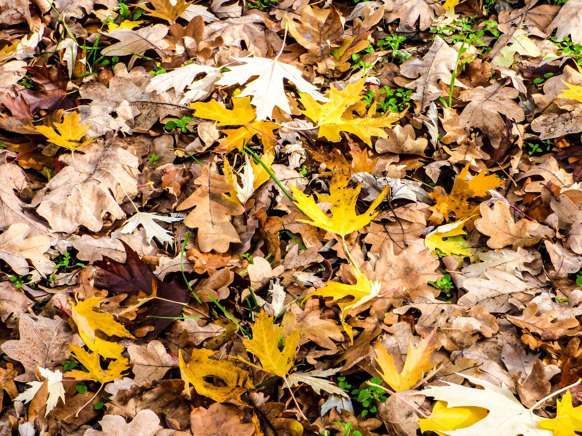 November 1-től tilos az avar égetése