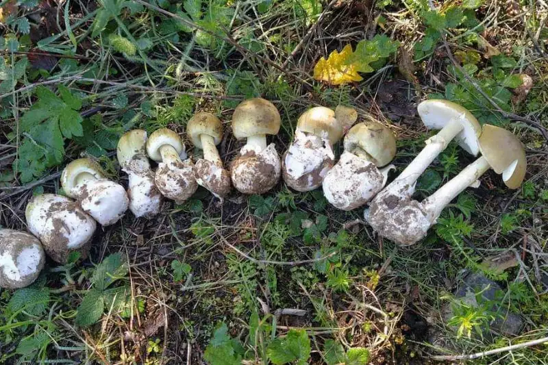 Tömegével jelentek meg a gyilkosgalócák erdeinkben!